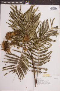 Albizia julibrissin image