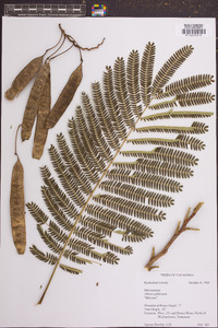 Albizia julibrissin image