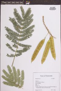 Albizia julibrissin image