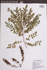 Amorpha glabra image