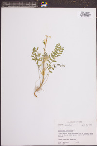 Astragalus canadensis image