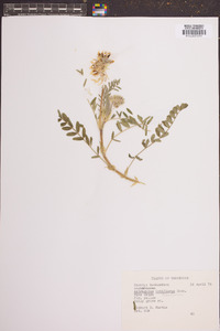 Astragalus lotiflorus image