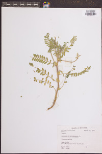 Astragalus tennesseensis image
