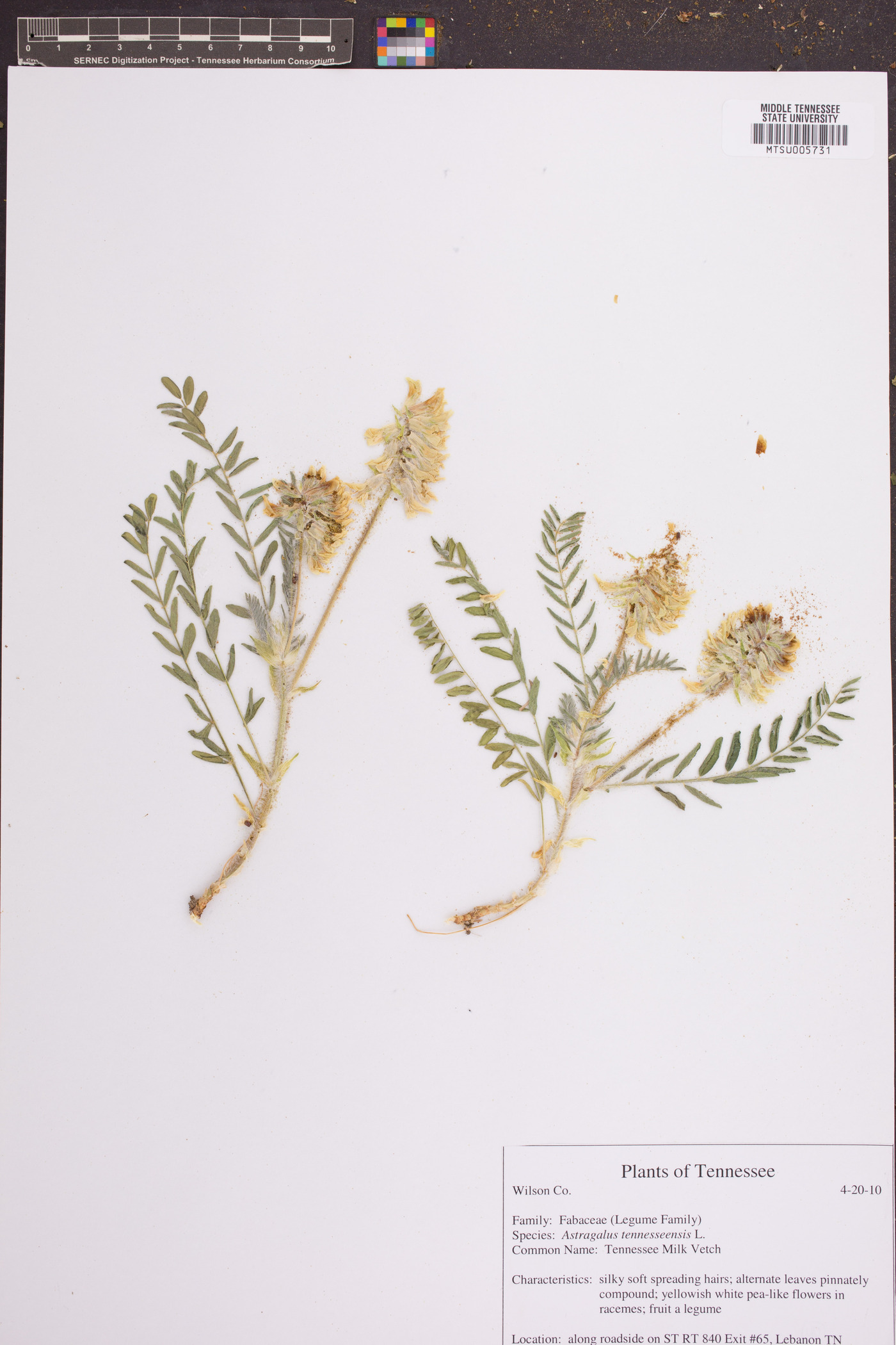 Astragalus tennesseensis image