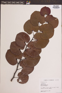 Cercis chinensis image