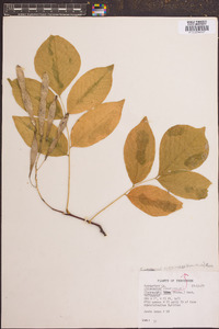 Cladrastis kentukea image