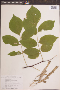 Cladrastis kentukea image