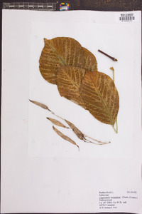 Cladrastis kentukea image