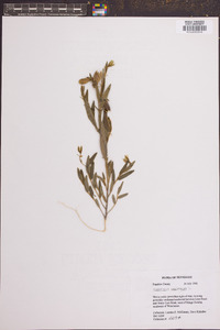 Crotalaria sagittalis image