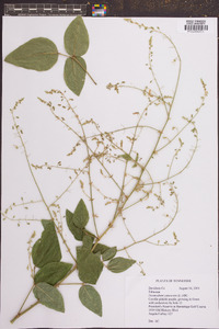 Desmodium canescens image