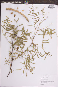 Prosopis glandulosa image