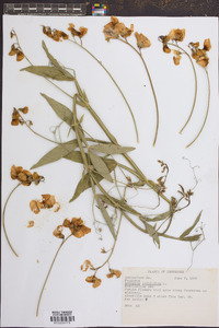 Lathyrus latifolius image