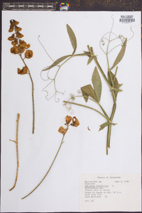 Lathyrus latifolius image