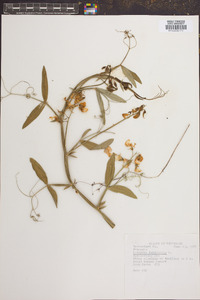 Lathyrus latifolius image