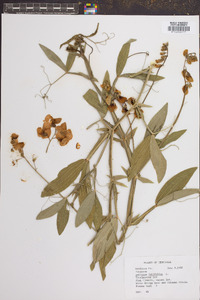 Lathyrus latifolius image