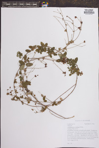 Lespedeza procumbens image