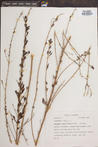 Lespedeza cuneata image