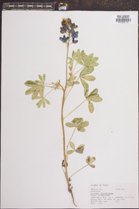 Lupinus subcarnosus image