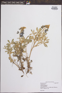 Lupinus texensis image