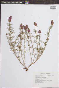 Dalea villosa image