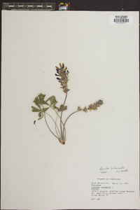 Psoralea subacaulis image