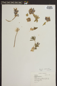 Psoralea subacaulis image