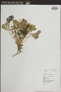 Psoralea subacaulis image