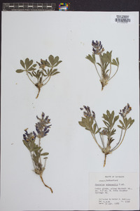 Psoralea subacaulis image