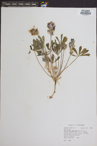 Psoralea subacaulis image