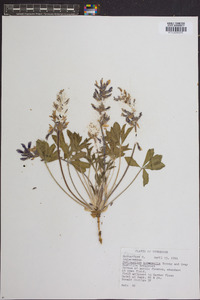 Psoralea subacaulis image