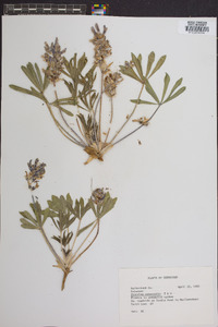 Psoralea subacaulis image