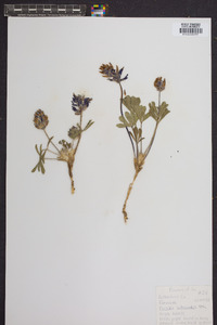 Psoralea subacaulis image
