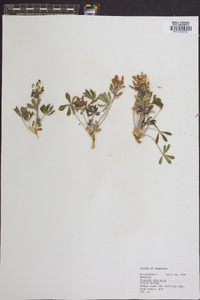 Psoralea subacaulis image