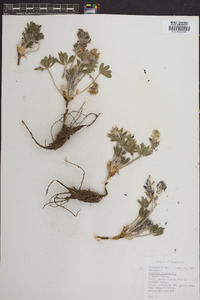 Psoralea subacaulis image