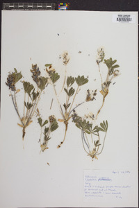 Psoralea subacaulis image