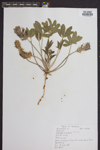 Psoralea subacaulis image