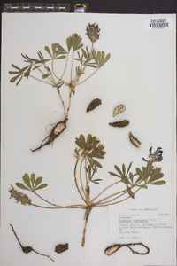 Psoralea subacaulis image