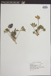 Psoralea subacaulis image