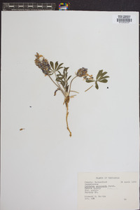 Psoralea subacaulis image