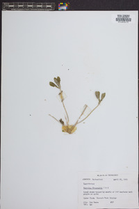 Psoralea subacaulis image