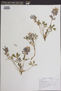 Psoralea subacaulis image