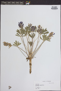Psoralea subacaulis image