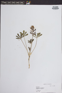 Psoralea subacaulis image