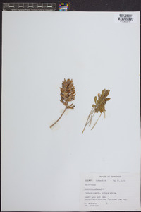 Psoralea subacaulis image