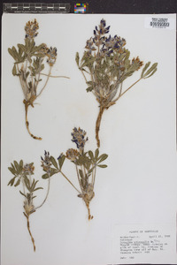 Psoralea subacaulis image