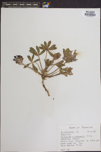 Psoralea subacaulis image