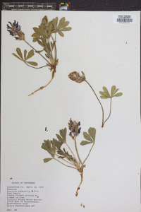 Psoralea subacaulis image