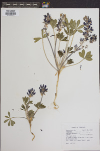 Psoralea subacaulis image