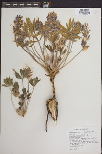 Psoralea subacaulis image