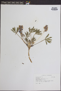 Psoralea subacaulis image